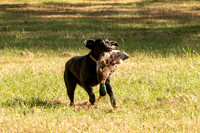 NEUSE RETRIEVER CLUB FALL HUNT TEST 2020