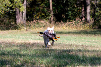 NEUSE RETRIEVER CLUB FALL HUNT TEST 2020