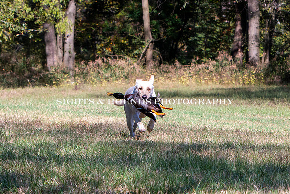NEUSE RETRIEVER CLUB FALL HUNT TEST 2020
