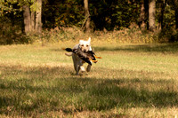 NEUSE RETRIEVER CLUB FALL HUNT TEST 2020