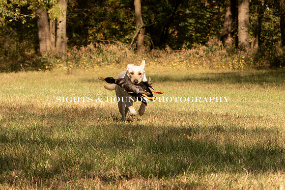 NEUSE RETRIEVER CLUB FALL HUNT TEST 2020