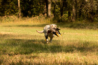 NEUSE RETRIEVER CLUB FALL HUNT TEST 2020