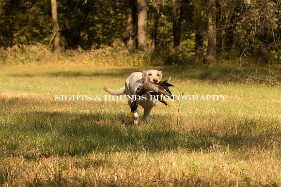 NEUSE RETRIEVER CLUB FALL HUNT TEST 2020