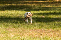 NEUSE RETRIEVER CLUB FALL HUNT TEST 2020
