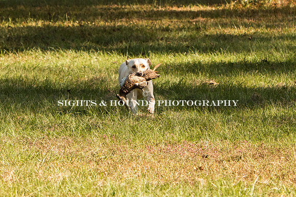 NEUSE RETRIEVER CLUB FALL HUNT TEST 2020