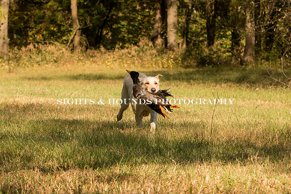 NEUSE RETRIEVER CLUB FALL HUNT TEST 2020