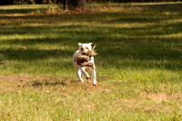 NEUSE RETRIEVER CLUB FALL HUNT TEST 2020