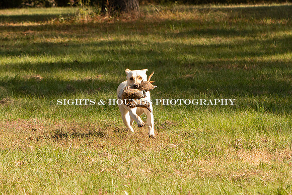 NEUSE RETRIEVER CLUB FALL HUNT TEST 2020