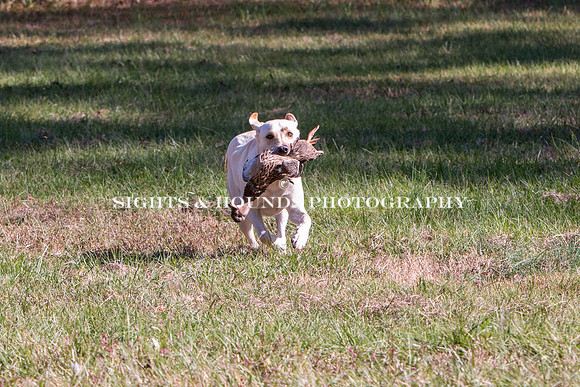 NEUSE RETRIEVER CLUB FALL HUNT TEST 2020