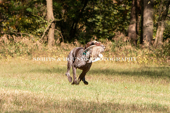 NEUSE RETRIEVER CLUB FALL HUNT TEST 2020