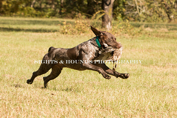 NEUSE RETRIEVER CLUB FALL HUNT TEST 2020