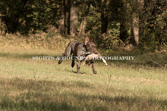 NEUSE RETRIEVER CLUB FALL HUNT TEST 2020