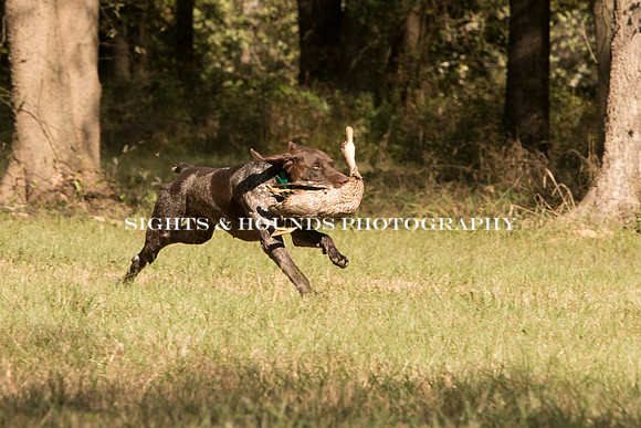 NEUSE RETRIEVER CLUB FALL HUNT TEST 2020