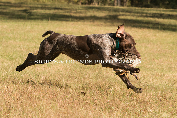 NEUSE RETRIEVER CLUB FALL HUNT TEST 2020