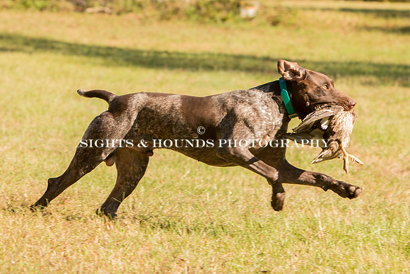 NEUSE RETRIEVER CLUB FALL HUNT TEST 2020