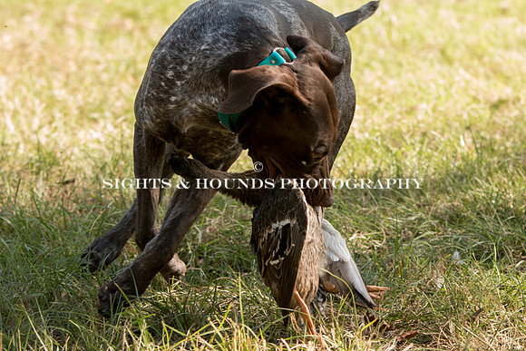 NEUSE RETRIEVER CLUB FALL HUNT TEST 2020