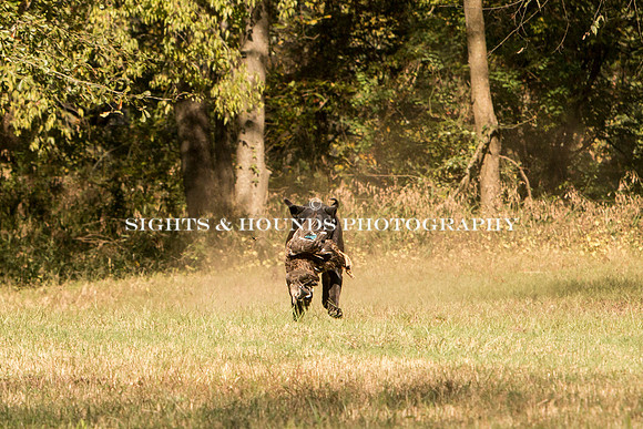 NEUSE RETRIEVER CLUB FALL HUNT TEST 2020