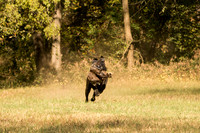 NEUSE RETRIEVER CLUB FALL HUNT TEST 2020