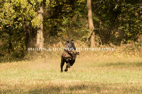 NEUSE RETRIEVER CLUB FALL HUNT TEST 2020