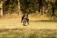 NEUSE RETRIEVER CLUB FALL HUNT TEST 2020