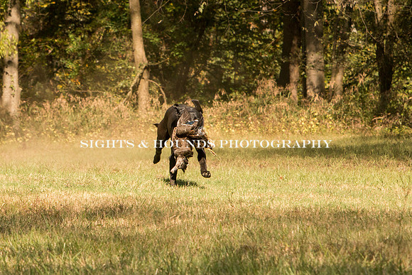 NEUSE RETRIEVER CLUB FALL HUNT TEST 2020