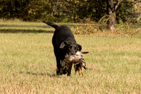 NEUSE RETRIEVER CLUB FALL HUNT TEST 2020