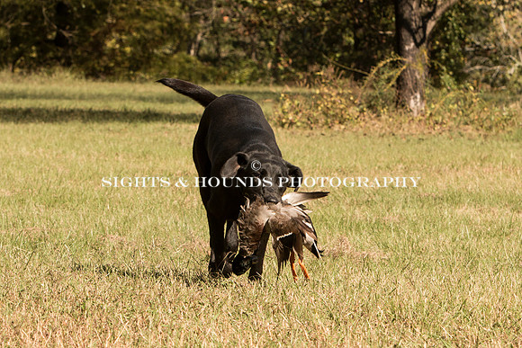 NEUSE RETRIEVER CLUB FALL HUNT TEST 2020