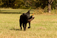 NEUSE RETRIEVER CLUB FALL HUNT TEST 2020
