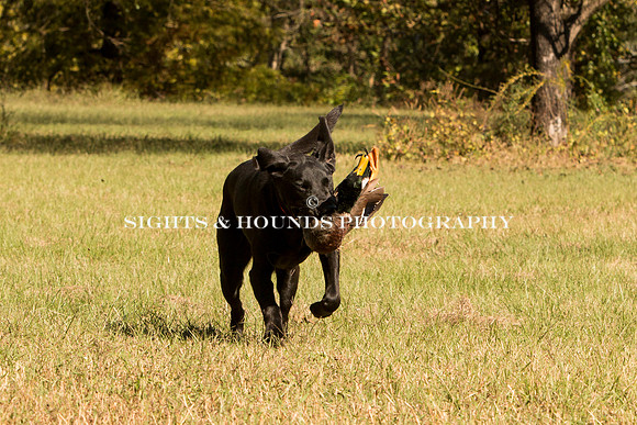 NEUSE RETRIEVER CLUB FALL HUNT TEST 2020