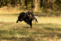 NEUSE RETRIEVER CLUB FALL HUNT TEST 2020