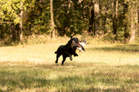 NEUSE RETRIEVER CLUB FALL HUNT TEST 2020