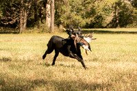 NEUSE RETRIEVER CLUB FALL HUNT TEST 2020