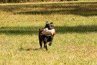 NEUSE RETRIEVER CLUB FALL HUNT TEST 2020