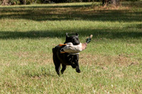 NEUSE RETRIEVER CLUB FALL HUNT TEST 2020