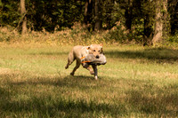 NEUSE RETRIEVER CLUB FALL HUNT TEST 2020