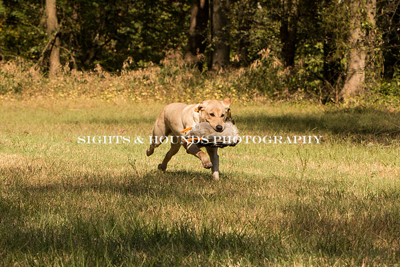 NEUSE RETRIEVER CLUB FALL HUNT TEST 2020