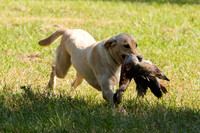 NEUSE RETRIEVER CLUB FALL HUNT TEST 2020