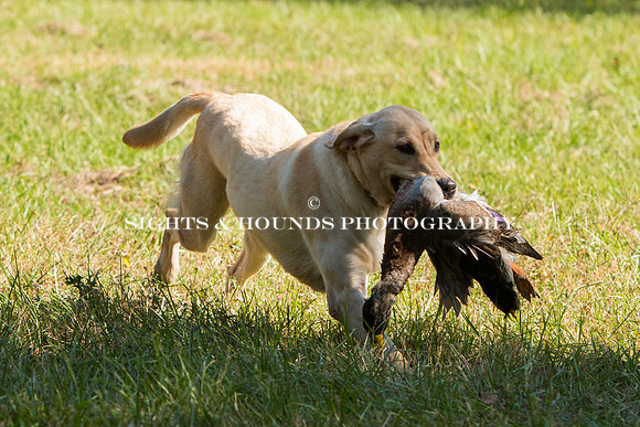 NEUSE RETRIEVER CLUB FALL HUNT TEST 2020