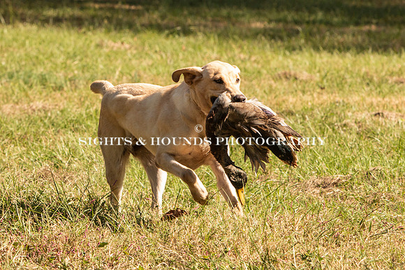 NEUSE RETRIEVER CLUB FALL HUNT TEST 2020