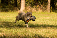 NEUSE RETRIEVER CLUB FALL HUNT TEST 2020