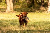 NEUSE RETRIEVER CLUB FALL HUNT TEST 2020