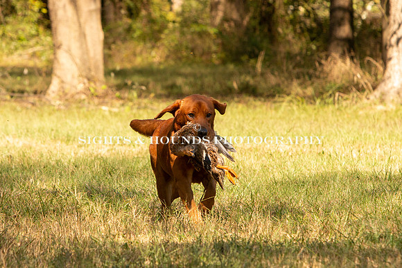 NEUSE RETRIEVER CLUB FALL HUNT TEST 2020