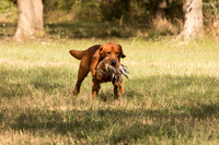 NEUSE RETRIEVER CLUB FALL HUNT TEST 2020