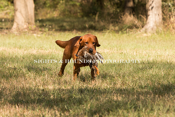 NEUSE RETRIEVER CLUB FALL HUNT TEST 2020