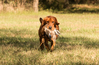 NEUSE RETRIEVER CLUB FALL HUNT TEST 2020