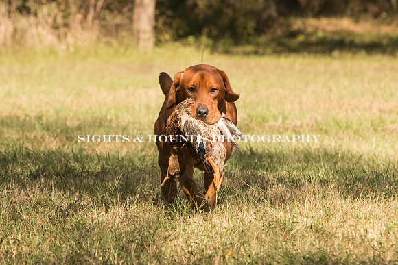 NEUSE RETRIEVER CLUB FALL HUNT TEST 2020