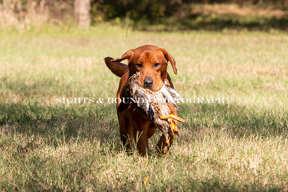 NEUSE RETRIEVER CLUB FALL HUNT TEST 2020