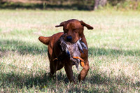 NEUSE RETRIEVER CLUB FALL HUNT TEST 2020