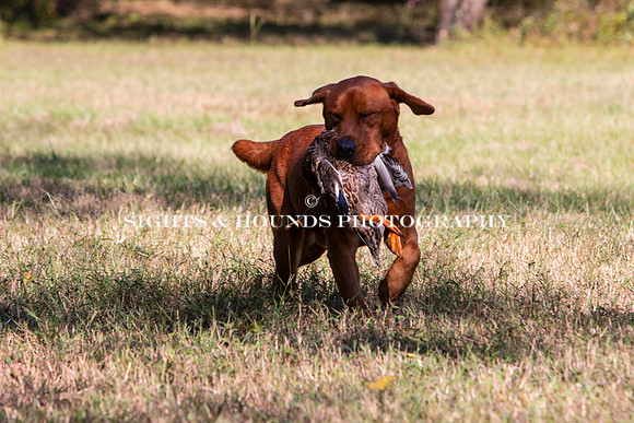 NEUSE RETRIEVER CLUB FALL HUNT TEST 2020