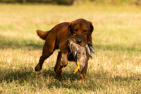 NEUSE RETRIEVER CLUB FALL HUNT TEST 2020